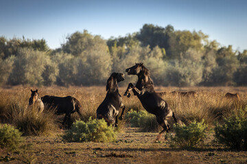 Wild horses running, fighting and playing during the sunrise