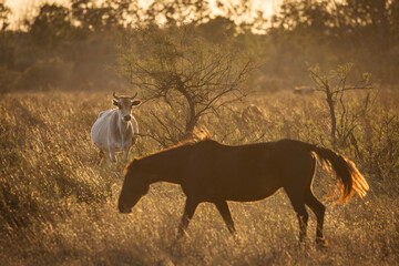 Cow in a beautiful light at sunrise