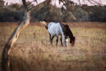 Wild horses running, fighting and playing during the sunrise