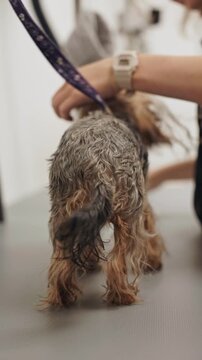Beautiful and cute Yorkshire terrier being groomed, bathed and dried with a hair dryer, dog hair care