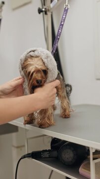 Beautiful and cute Yorkshire terrier being groomed, bathed and dried with a hair dryer, dog hair care