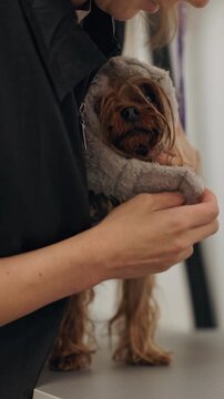 Beautiful and cute Yorkshire terrier being groomed, bathed and dried with a hair dryer, dog hair care