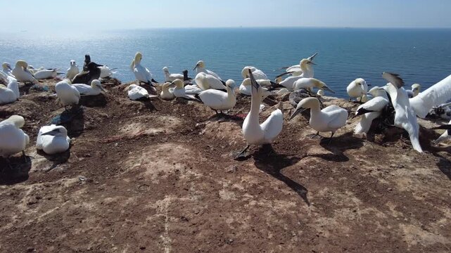br&uuml;tende Blasst&ouml;lpel, eng aneinander versammelt auf Helgoland