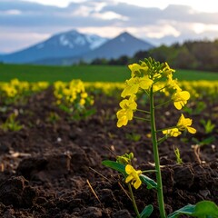 Golden blooms in focus, with mountains and fields under a cloudy sky