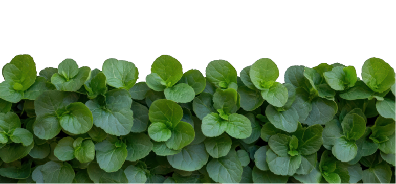 Lush green leafy plant growing seamlessly on transparent backdrop