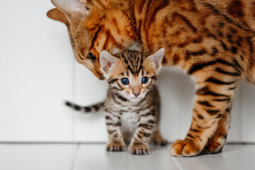 young cute small bengal kitten standing on white background, red and black, striped and spotted, ginger cat, mother biting scruff of neck for carrying, cat maternity concept