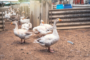 Flock of geese on a farmyard agricultural garden country Thailand. Young Embden goose female on poultry farm there are pens and fences made of wood with used roof tiles.