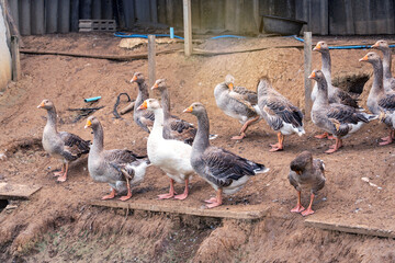 Flock of geese on a farmyard agricultural garden country Thailand. Young Toulouse and Shi tou goose female on poultry farm there are pens and fences made of wood with used roof tiles.