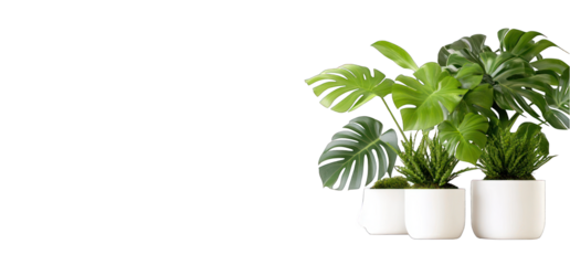 Monstera plant collection in white pots home decor on transparent background