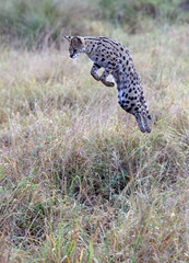 Serval pouncing on prey, Masai Mara Kenya Africa
