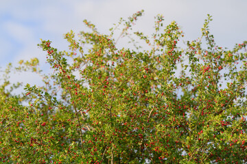 A Vibrant Green Shrub Showcasing Beautiful Red Accents in a Picturesque Natural Setting