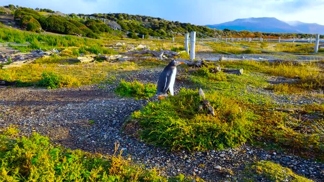 Papuan penguins. The Beagle Strait. Tierra del Fuego. Argentina. 
