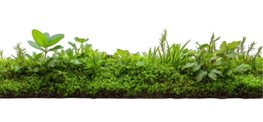 Moss and plant ground cover on transparent background lush green growth ecology