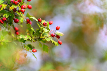 Vibrant, Lush Red Berries Hanging Beautifully on a Leafy Branch in Natures Embrace