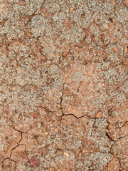 Cracked Earth Texture