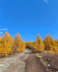Fototapeta premium Autumn Path Through Golden Trees