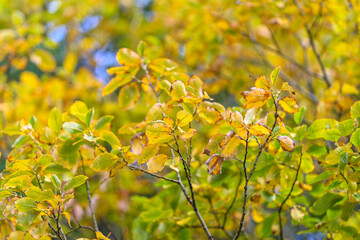 Experience the vibrant and stunning autumn foliage that showcases golden hues all around