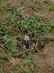 Lone Aster Flower in Grassy Field