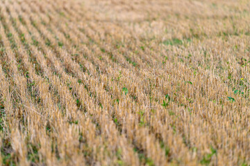 An Expansive Harvested Field Filled with Rows of Dry Crops Stretching Towards the Horizon