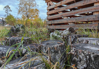 Birch Tree Stumps in Autumn