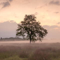 Fototapeta premium Die Eiche im Moor zum Sonnenaufgang mit Nebel