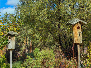 Birdhouses in a Lush Forest