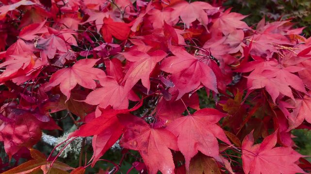 Close up of vibrant red maple leaves in autumn