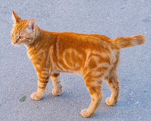 A young handsome red-haired cat