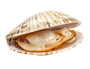 Fresh Clam Delicacy: An open clam shell reveals a tender, pristine clam meat, presenting a culinary delight for seafood enthusiasts.