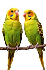 Fototapeta premium Bright yellow and green parrots with detailed feathers perched on a branch facing each other isolated on white background