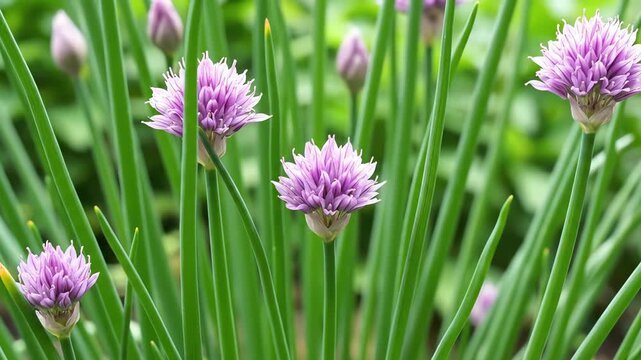 Gentle Dance of Chive Blossoms: A Serene Spring Meadow close up scene, Revealing the intricate beauty of chive flowers in a green and natural setting