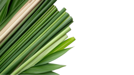 Pandan leaves arrangement tropical green plant transparent background copy space