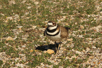 Killdeer Bird Guarding Nest of Eggs on Ground