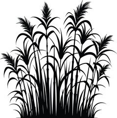 Tall kans grass silhouette vector illustration isolated on a white background