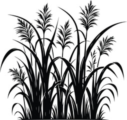 Tall kans grass silhouette vector illustration isolated on a white background