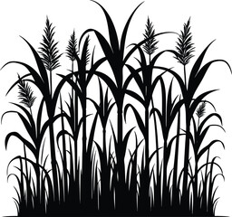 Tall kans grass silhouette vector illustration isolated on a white background