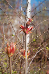 Blooming young red maple tree buds on  a sunny spring day