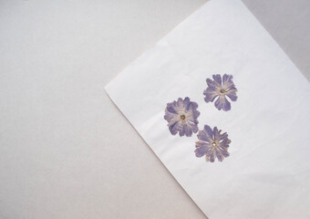 Top view composition of 3 dried purple flowers on paper sheet isolated on white background. Phlox herbarium.