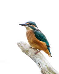 Eisvogel im Profil