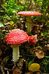 Vibrant Fly Agaric mushrooms with bright red caps and white spots growing on a leaf-strewn forest floor, a classic image of autumn in South Limburg.