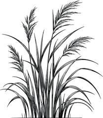 Obraz premium Tall kans grass silhouette vector illustration isolated on a white background