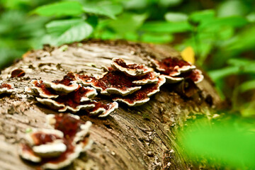 Close-up of small, tiered fungi with dark red centers and white edges growing on a mossy, decaying log in a South Limburg forest during autumn.