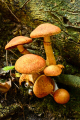 A close-up of bright orange mushrooms with thick stems growing on mossy tree bark. Highlights the abundant fungal life in the Zuid-Limburg woods during autumn.