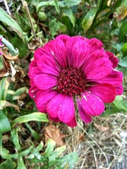 pink flower in the garden