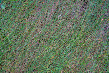 close up macro texture of long thin vibrant green grass blades forming a dense pattern for a natural surface background concept of nature photography, landscaping supplies, garden magazine