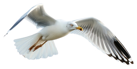 Fototapeta premium PNG Seagull flying seagull background white.