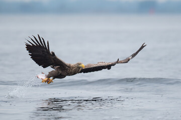 Seeadler mit Fisch