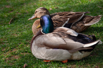 Mallard ducks resting on the grass