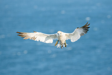 Anflug eines Basstölpel