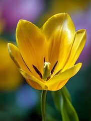 A vibrant detailed ro photograph showcases a bright yellow tulip in full bloom revealing its delicate petals and intricate central structure against